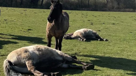 konik ponies lying down in the field with one standing up between them on a sunny day