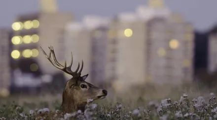 A young buck in tall grass or heathland in front of city apartment blocks.