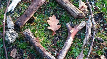 Nature Mandala