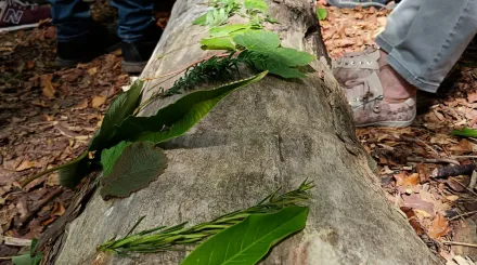 Leaves on a tree