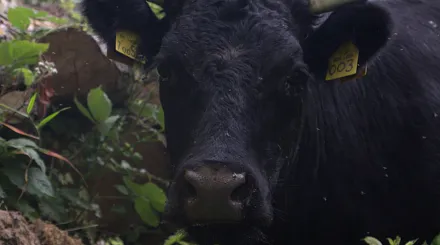A portrait image of a mini dexter cow looking directly at the camera. This is cow 003