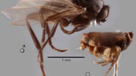 Aenigmatias lubbocki diagram 