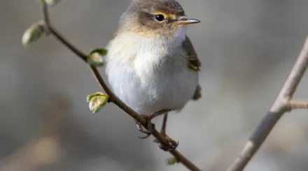 Chiffchaff on a branch