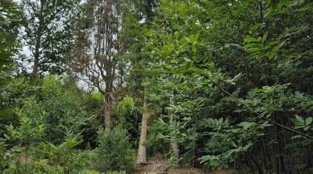 Oaken Wood