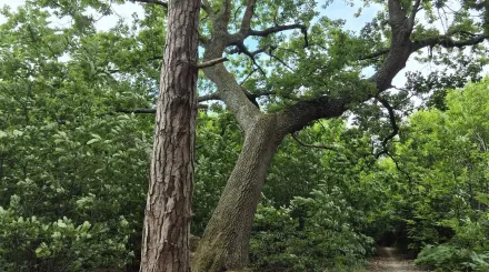 Oaken Wood