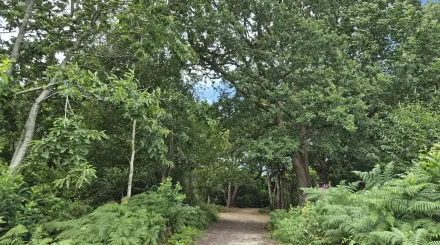 Oaken Wood