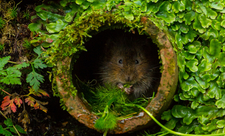Shy water vole, photo by Philip Petrou