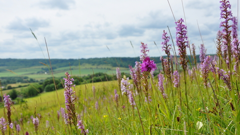 Chalk downland with fragrant and pyramidal orchids at Fackenden Down, photo by Beth Hukins