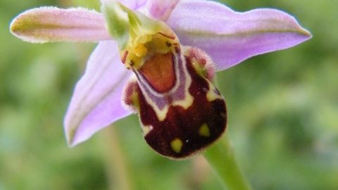 Bee Orchid by Nicky Kitchingham