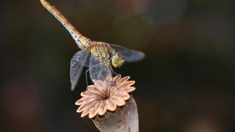Dragonfly, photo by J. Hukins