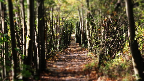 Woodland path, photo by Jack Simmonds