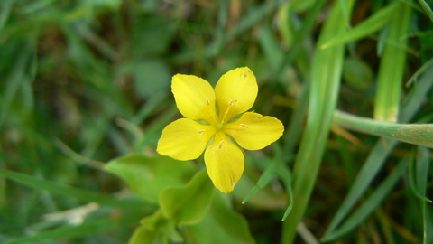 Yellow pimpernel by Lucy Boyd