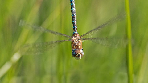 Migrant hawker dragonfly in flight - Selwyn Dennis