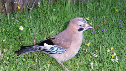 Photo of a jay by N. Hill