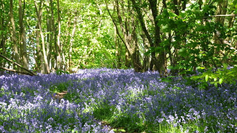 Bluebells at Parsonage Wood - Photo by Beth Hukins