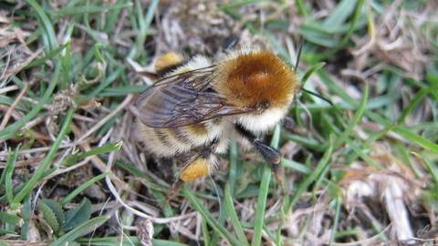 Ploto of humilis queen bumblebee
