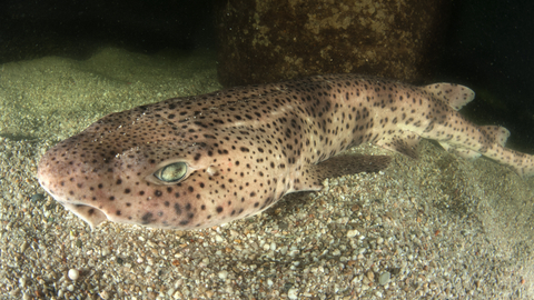 Large-spotted catshark