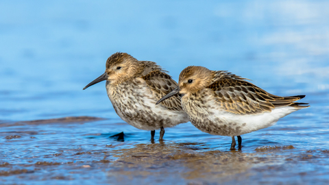  A pair of dunlin roosting on a muddy shore