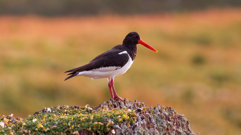 Oystercatcher - Mike Snelle