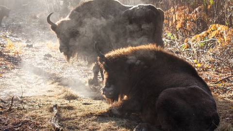 The bison in Wolf Wood