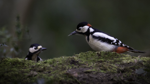 Two great spotted woodpeckers perched on a mossy log, with a male in the foreground recognisable by the red patch on his nape