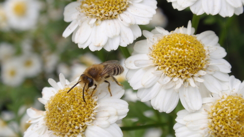 Colletes daviesanus (solitary bee) by Rosie Bleet
