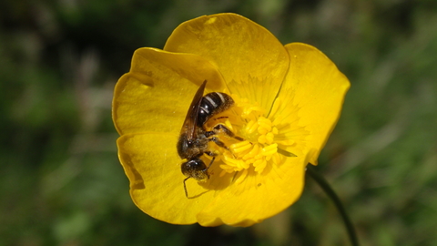 Lasioglossum sp. (solitary bee)_Rosie Bleet