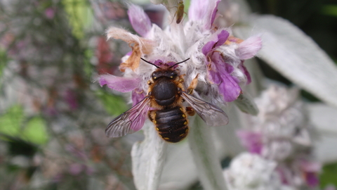 Wool Carder Bee (Rosie Bleet)