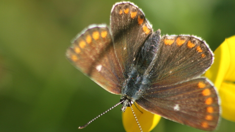 A northern brown argus visits a bright yellow bird's-foot-trefoil flower. Its wings are open, revealing the white spot on the dark brown background