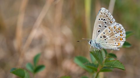 Adonis Blue Butterfly perched on a leaf with its underwings showing
