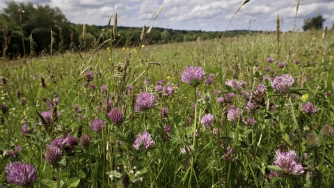 A beautiful hay meadow beneath a cloudy sky. The meadow is filled with tall grasses in shades of green and brown, and the bright pink globe-like flowerheads of red campion