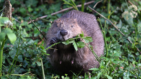 beaver wildlife trust