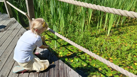 Holiday Club Tyland Barn pond dipping