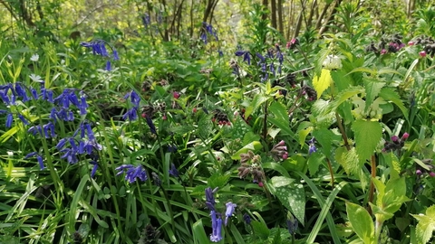 A closeup of bluebells and spring growth 