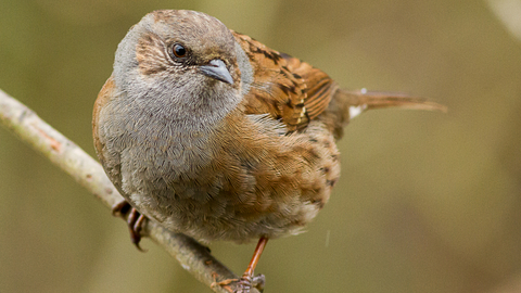 A dunnock looking curious on a branch.