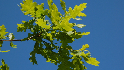 Oak leaves against a blue sky