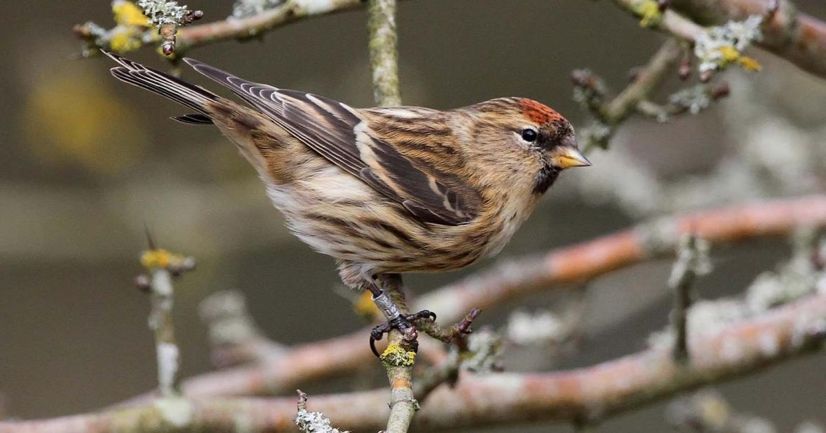 Lesser redpoll | Kent Wildlife Trust