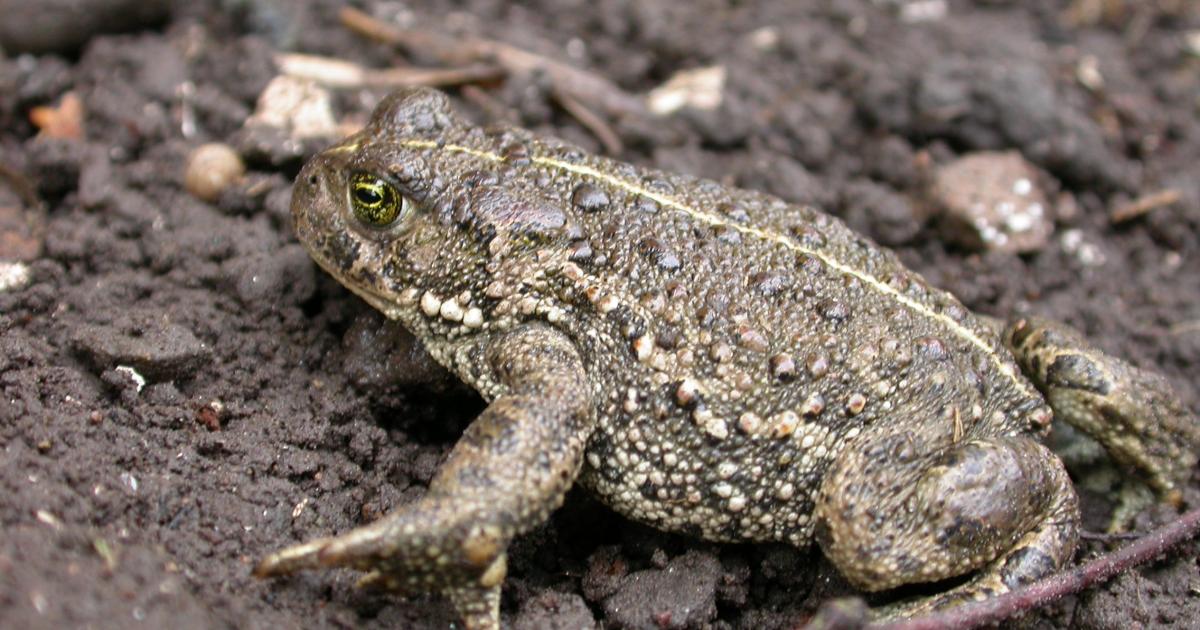 Natterjack toad | Kent Wildlife Trust