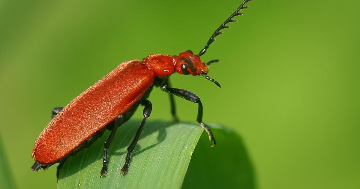 Red-headed cardinal beetle | Kent Wildlife Trust