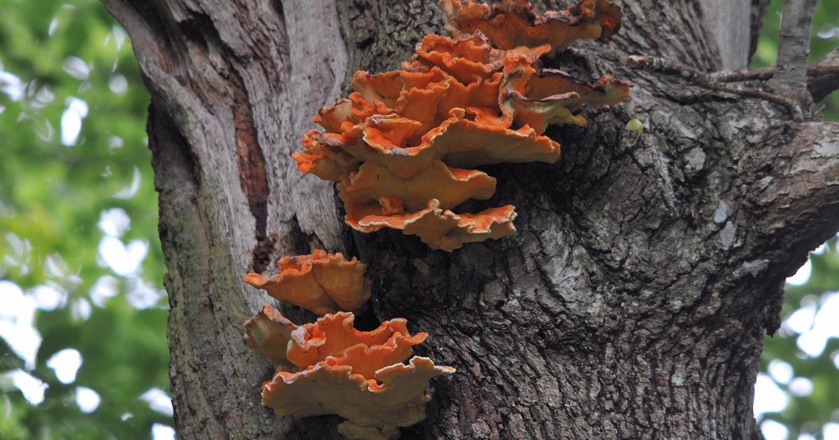 Fungi Identification for Improvers, from Sevenoaks Wildlife Reserve