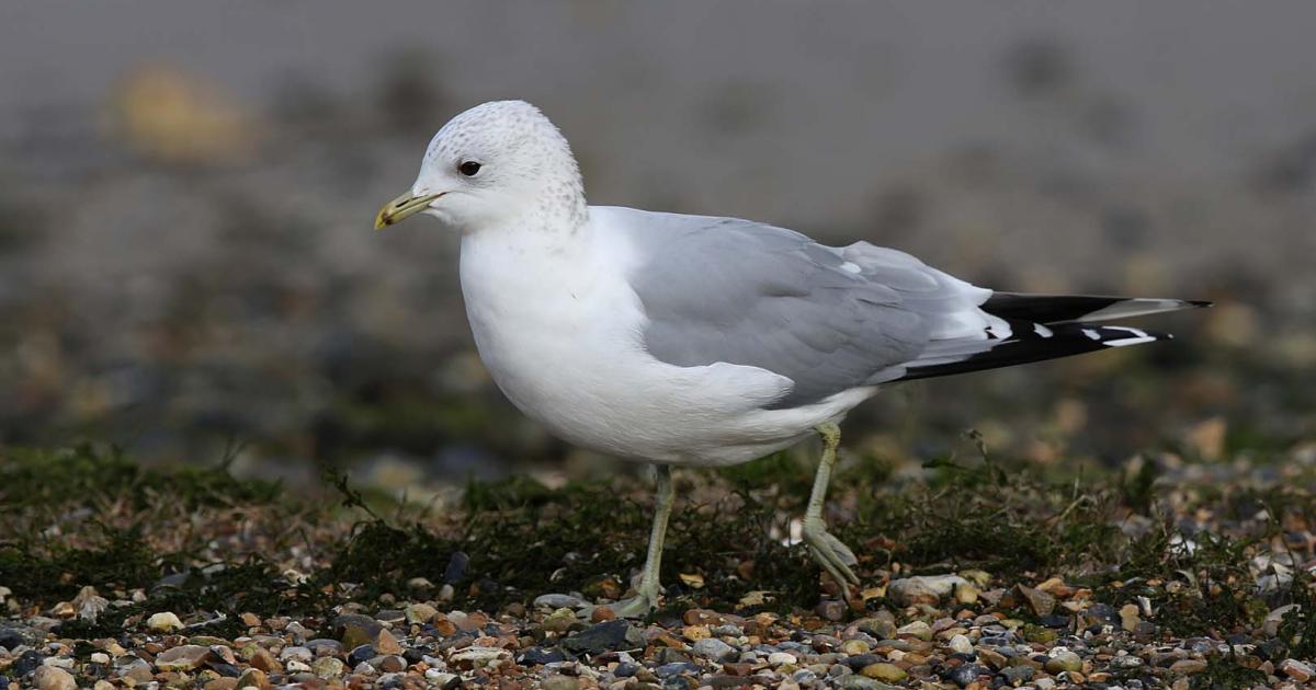 Common gull | Kent Wildlife Trust