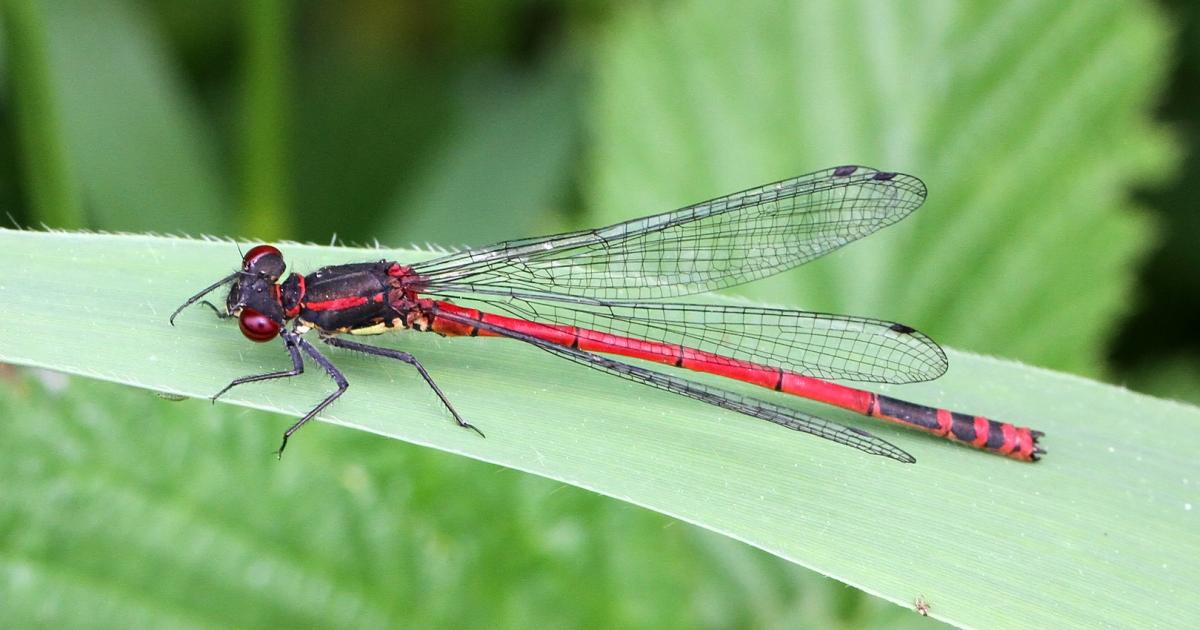 Large red damselfly | Kent Wildlife Trust