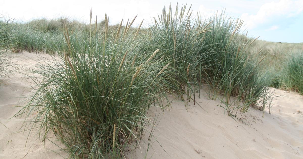 Marram grass | Kent Wildlife Trust