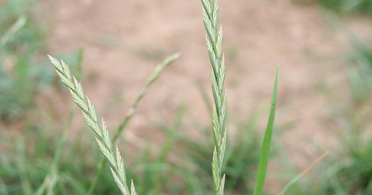 Perennial rye-grass | Kent Wildlife Trust