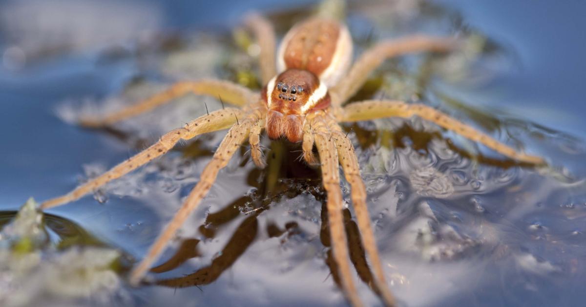 Grey Raft Spiders Raft spider | Kent Wildlife Trust