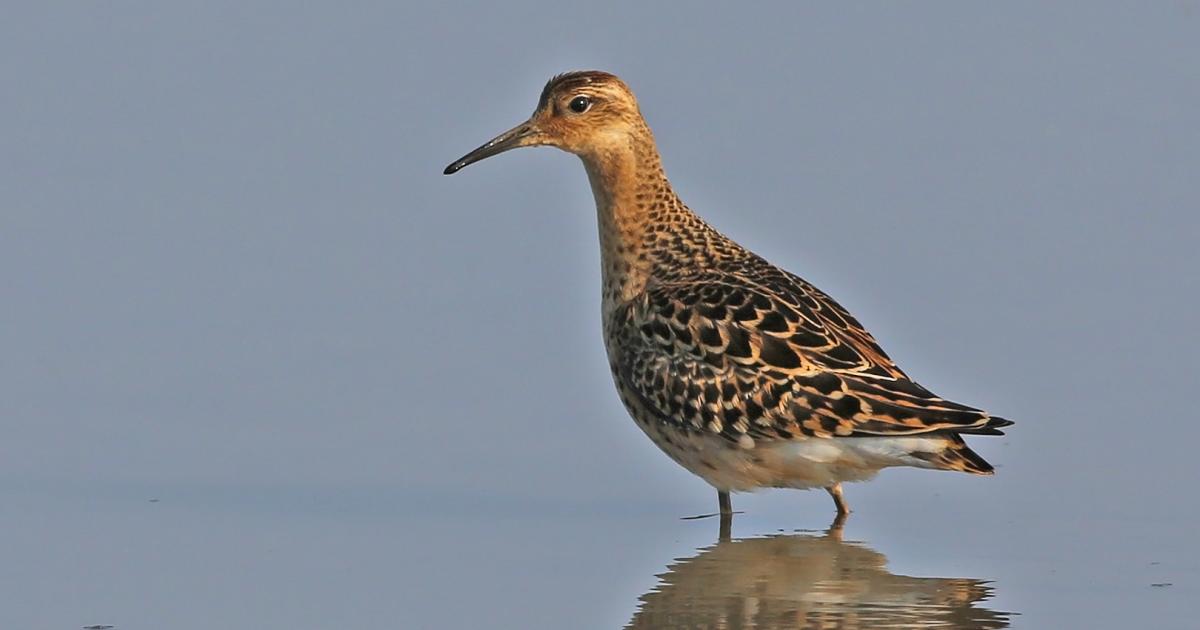 Ruff | Kent Wildlife Trust