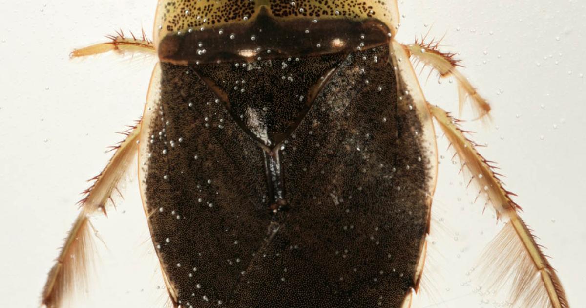 Saucer bug | Kent Wildlife Trust