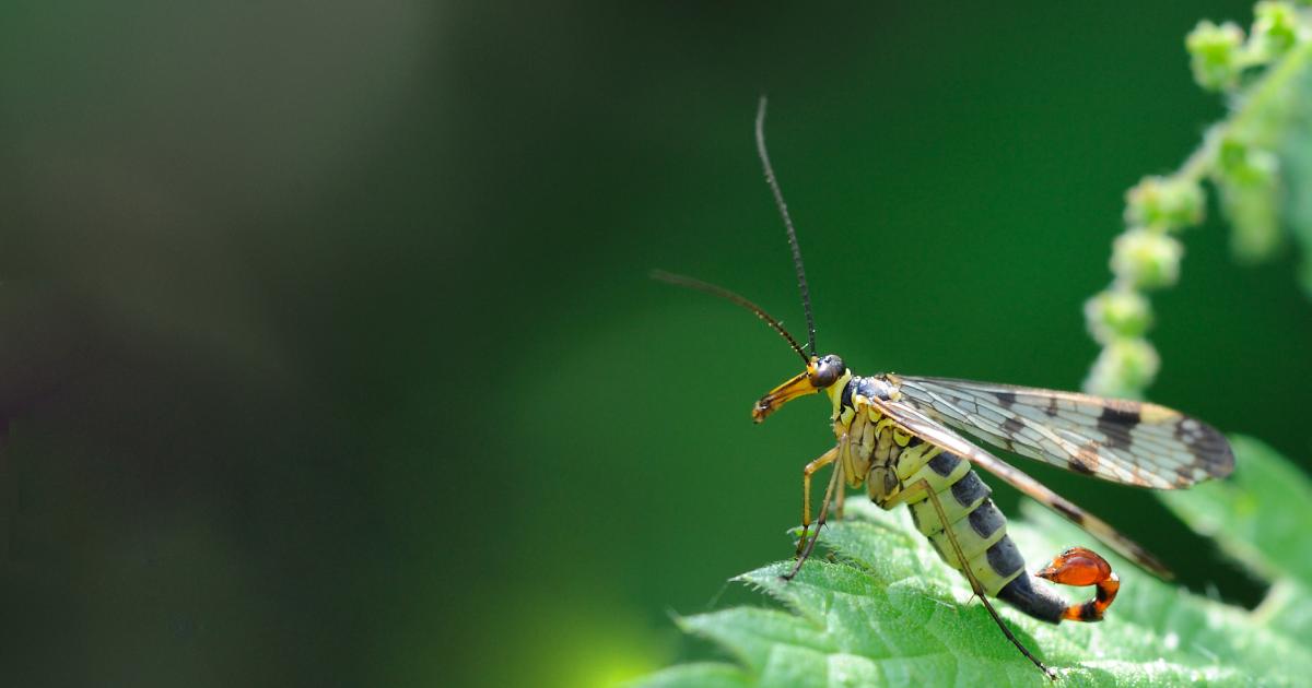 Invertebrates in Kent | Kent Wildlife Trust