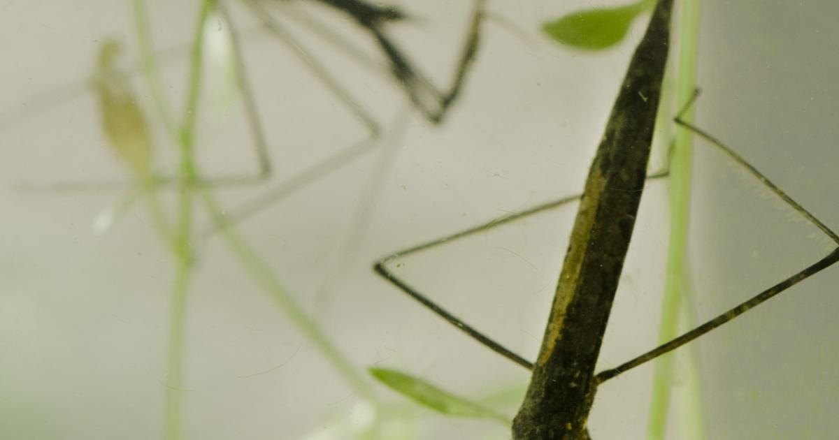 Water stick insect | Kent Wildlife Trust