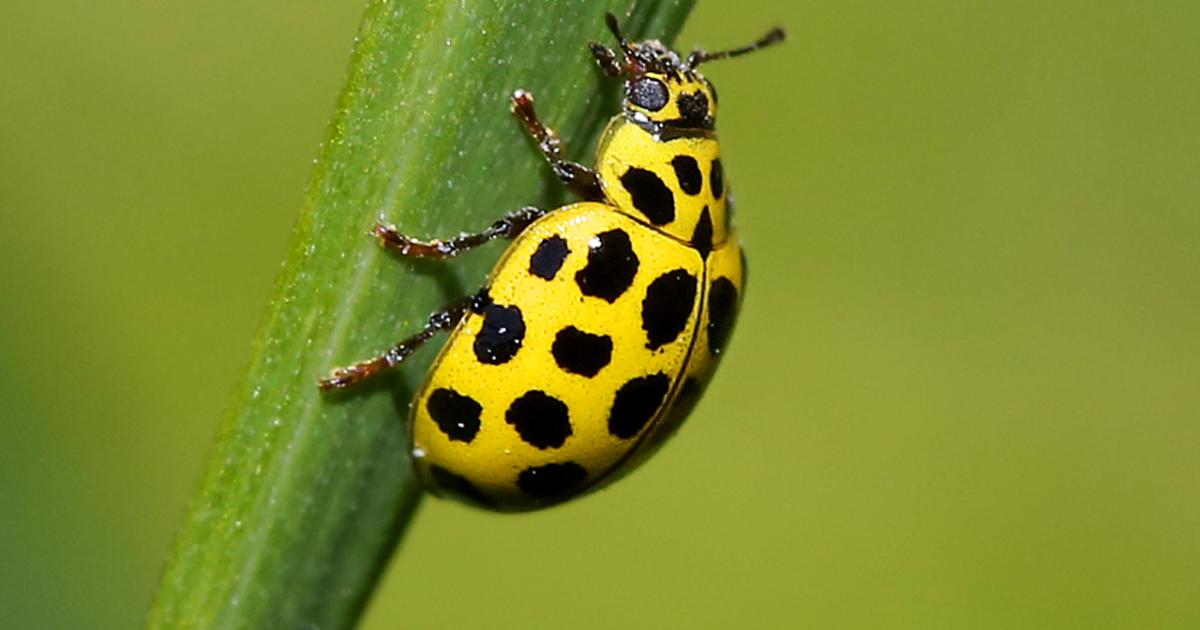 22-spot ladybird | Kent Wildlife Trust